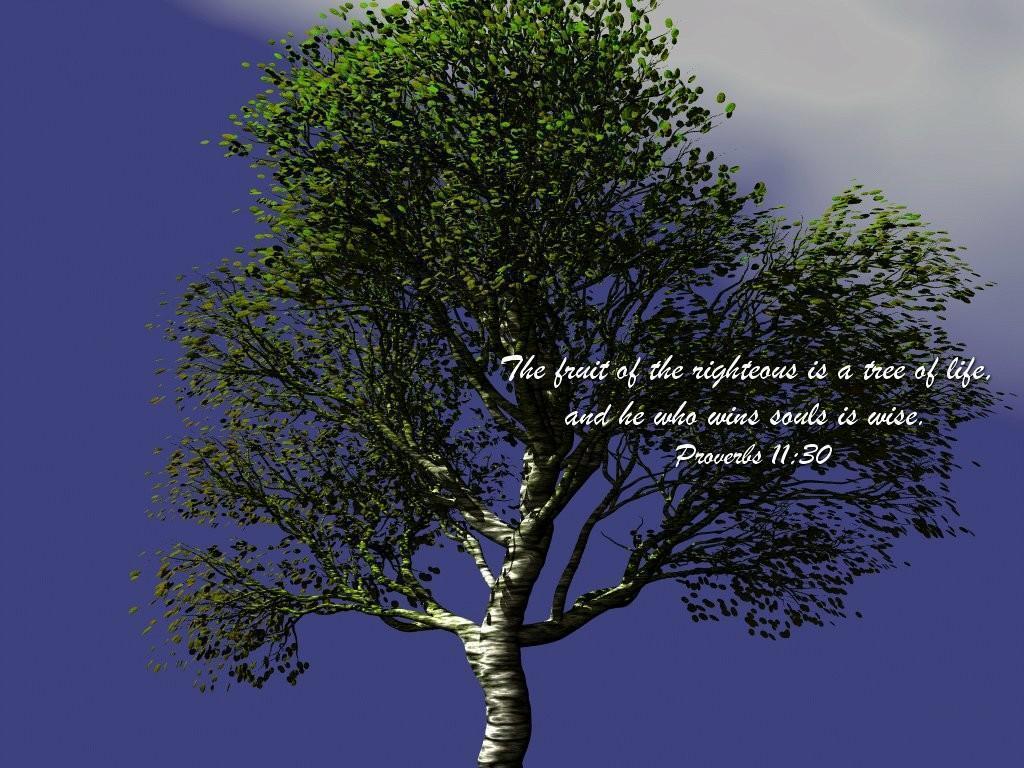 Proverbs 11:30 Wallpaper Wallpaper and Background
