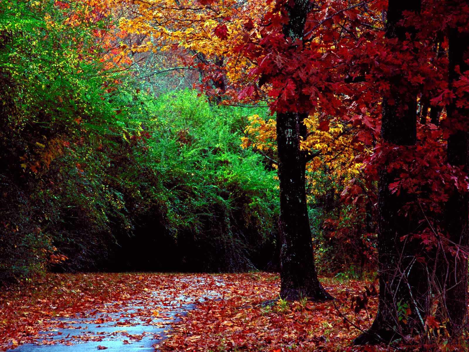 Red leaves in autumn forest wallpaper and image