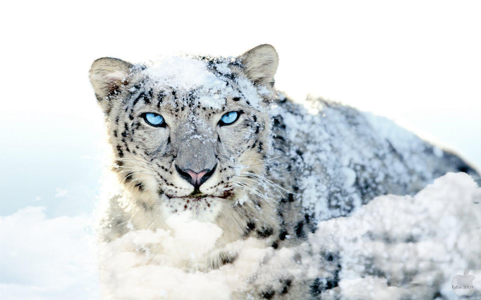 Apple mac x snow leopard photo technology full HD logo high