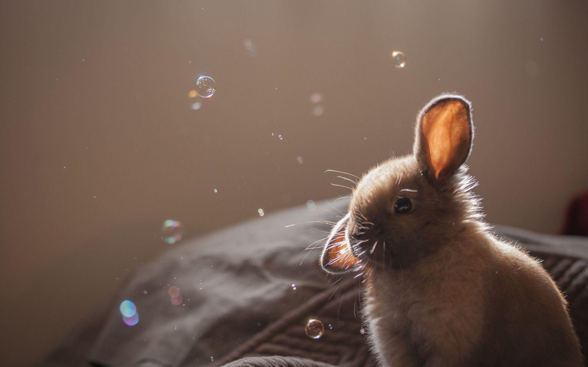 Bunny looking at foam bubbles Wallpaper #