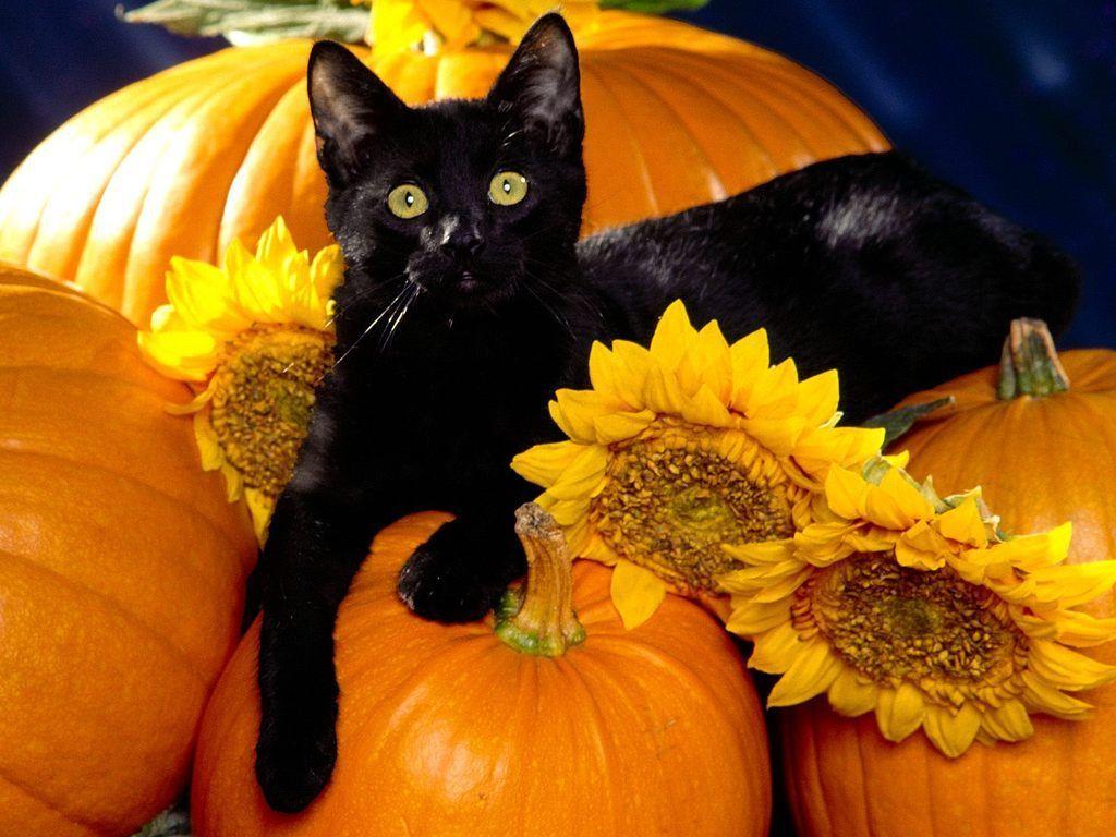 Halloween Black Cat on a Pumpkin. Photo and Desktop Wallpaper