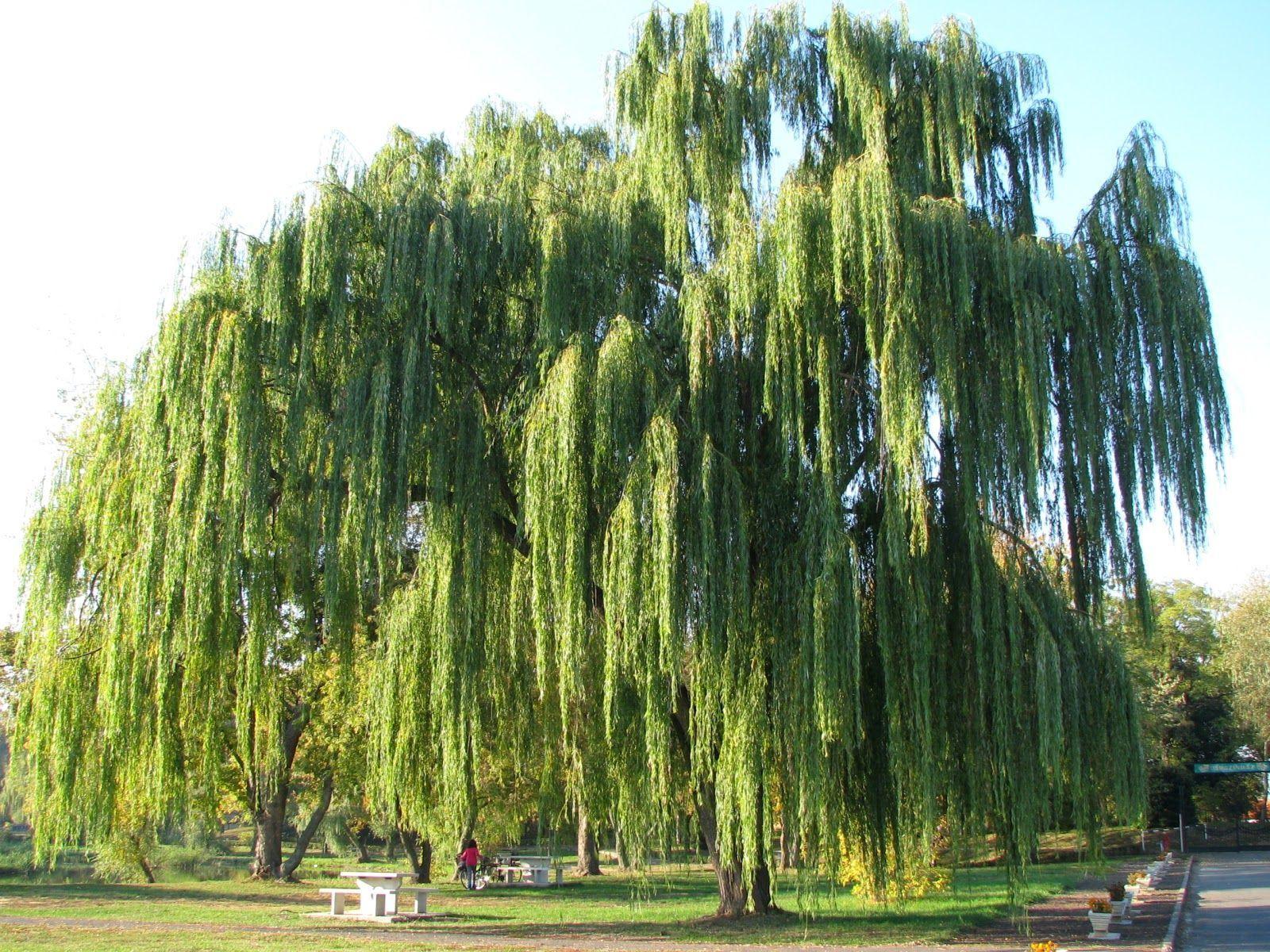 image For > Weeping Willow Tree Wallpaper HD