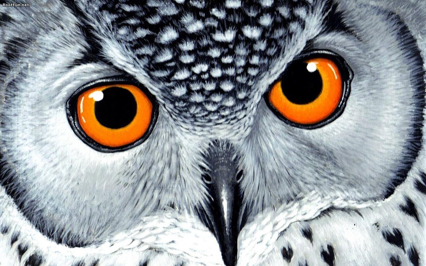 Orangeeyes Owl Wallpaper HD. Owls, Wallpaper, Owl, Orangeeyes