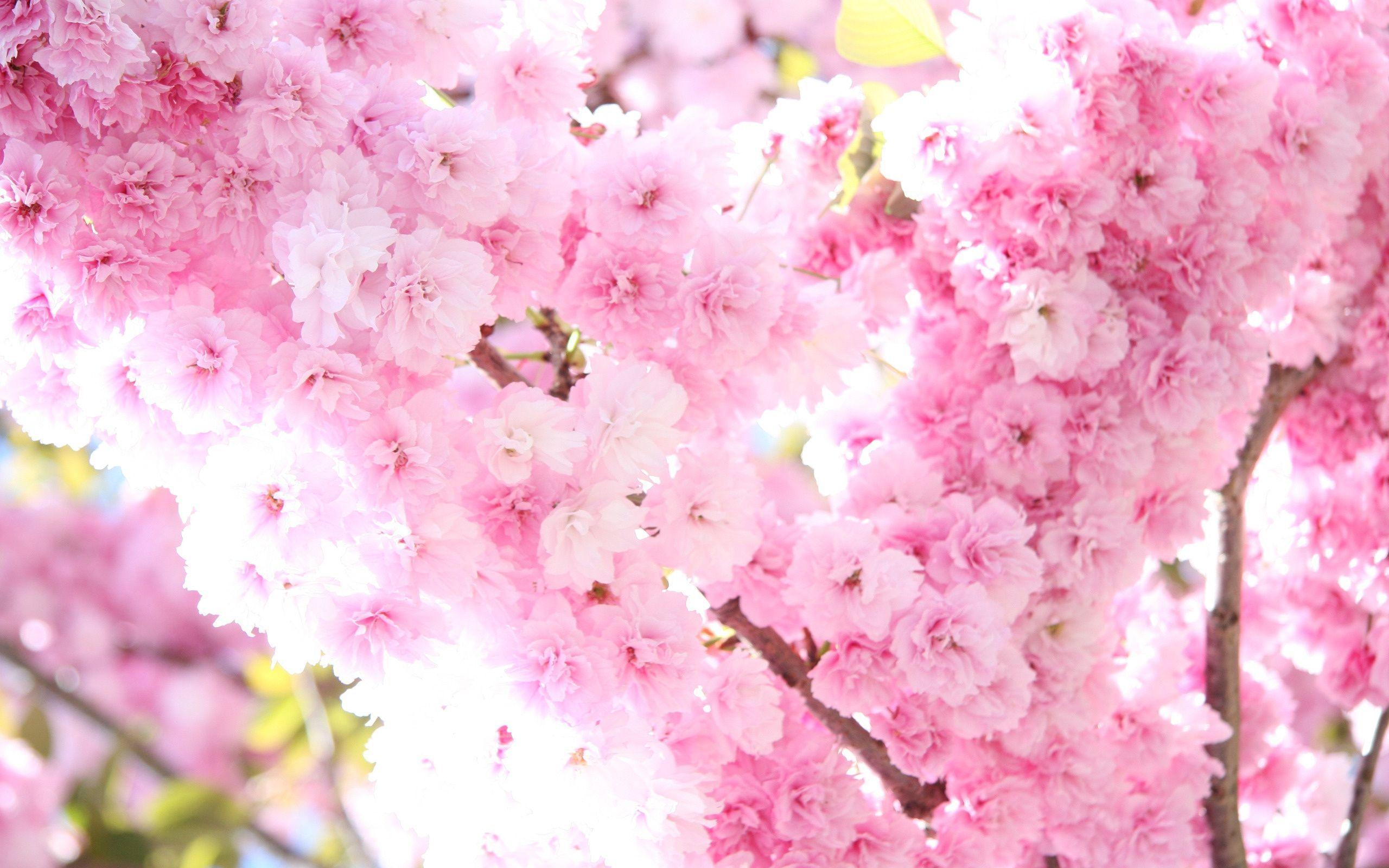 Sakura flower wallpaper HD with blossom tree