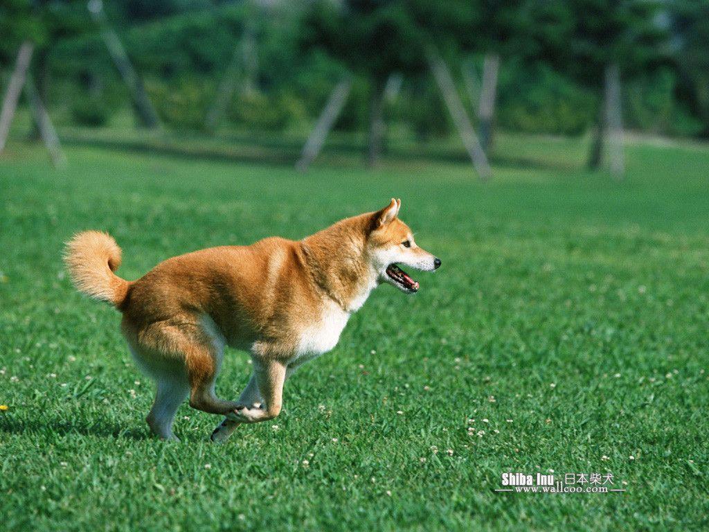 Shiba Inu Puppy Photo Inu Dog wallpaper 1024x768 NO.14