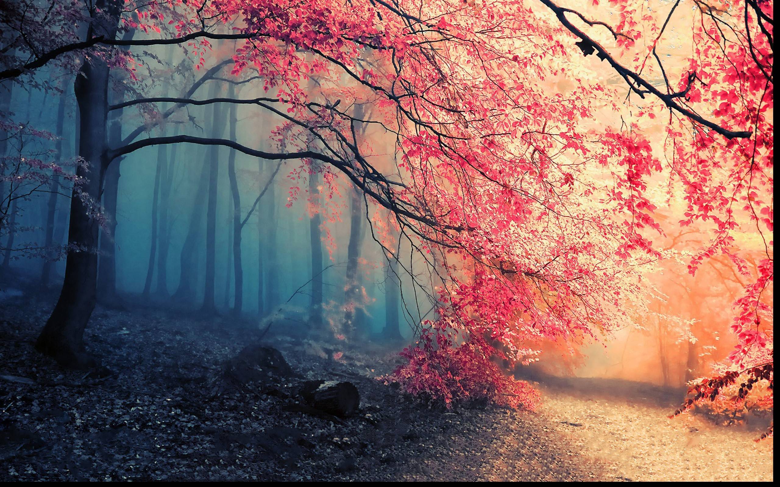 Autumn Forrest 1920x 1200