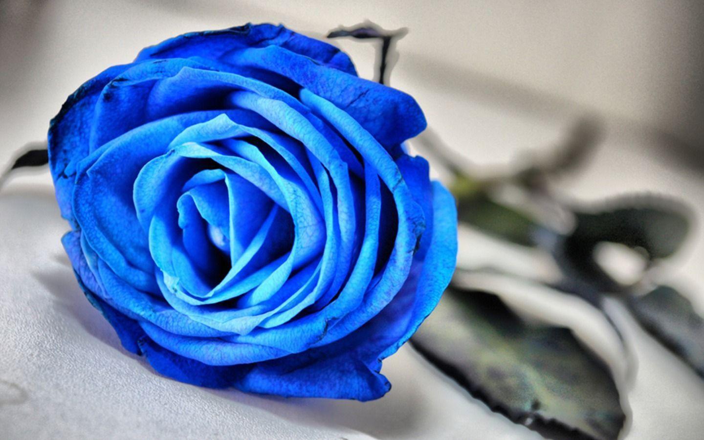 Flowers image Blue Rose HD wallpaper and background photo