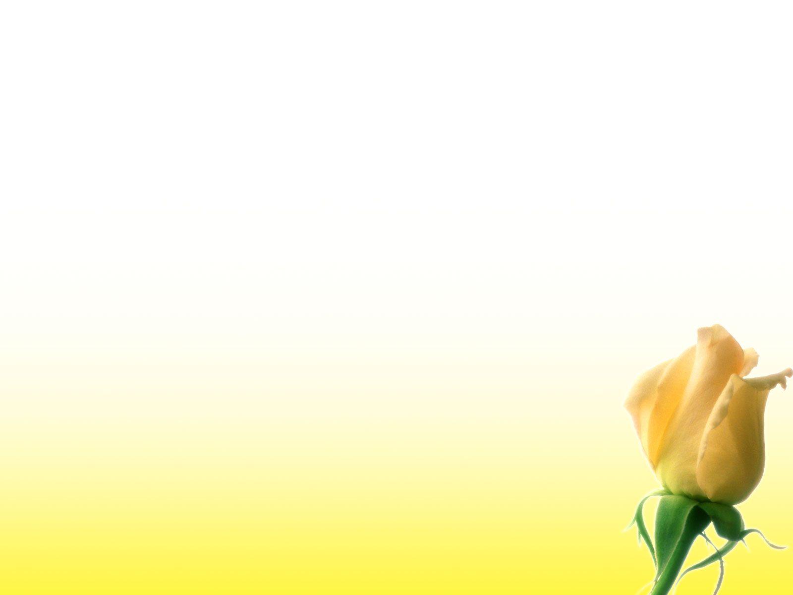 Yellow Flowers Background