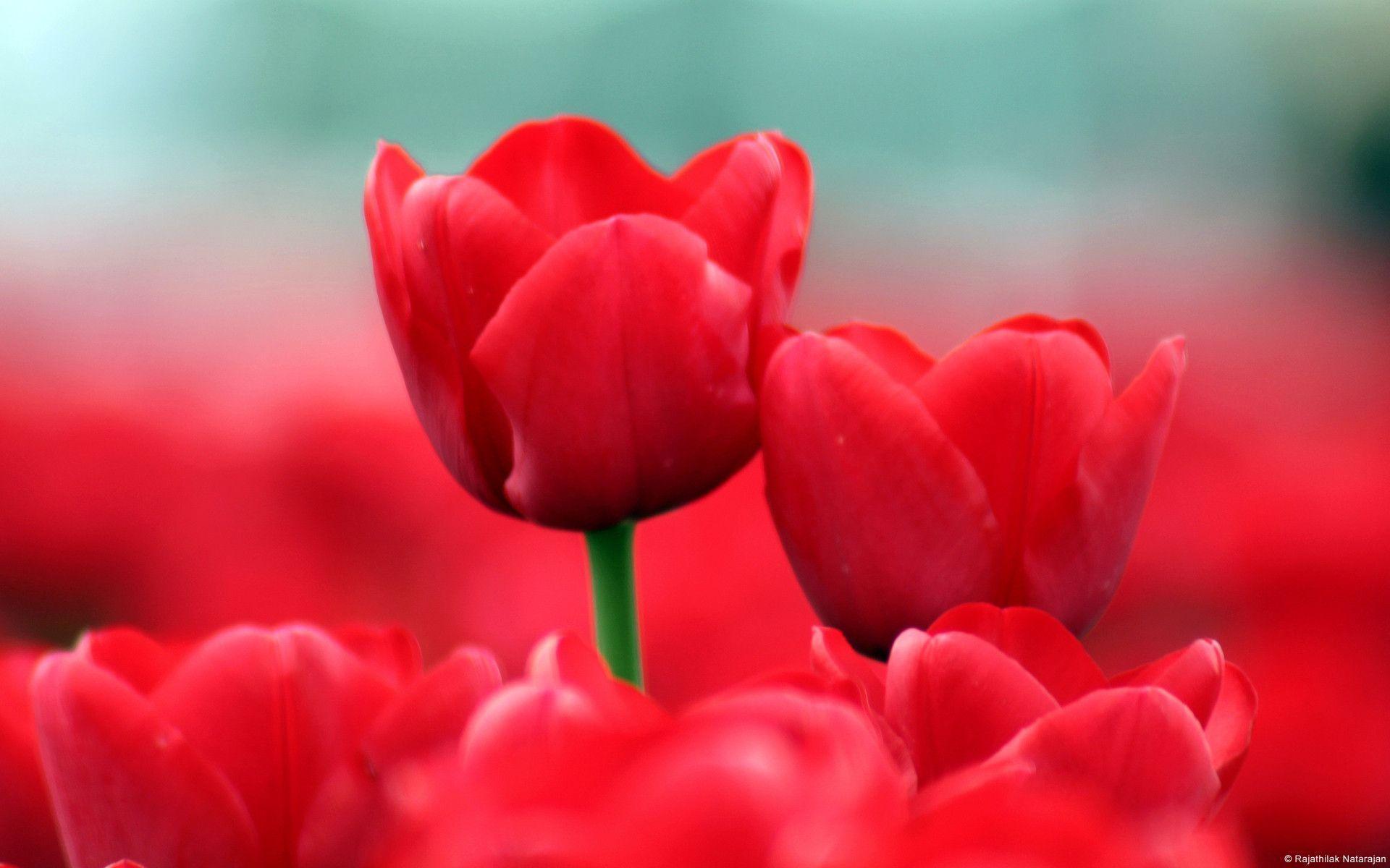 Red Tulips Wallpaper