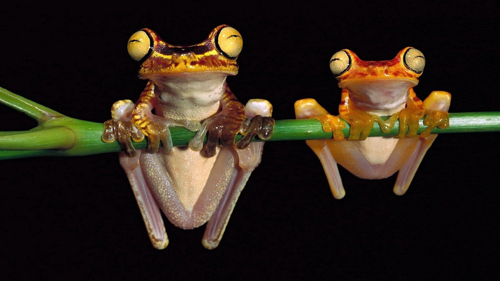 Funny Crazy Frog Wallpaper