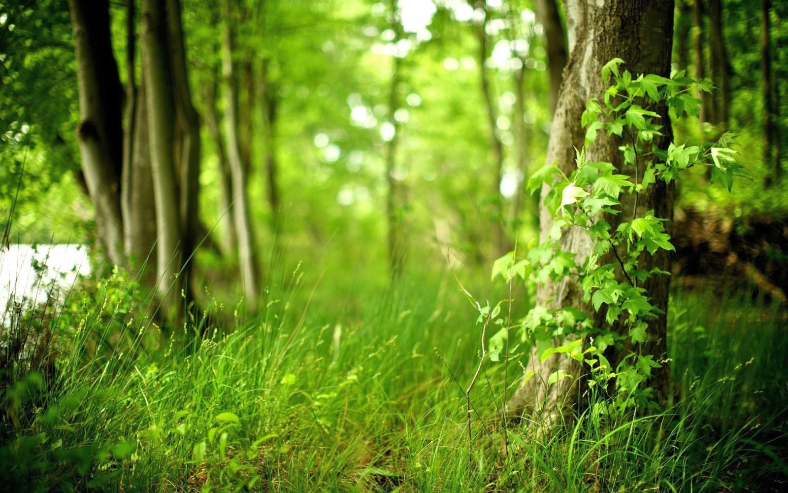 green forest wallpaper