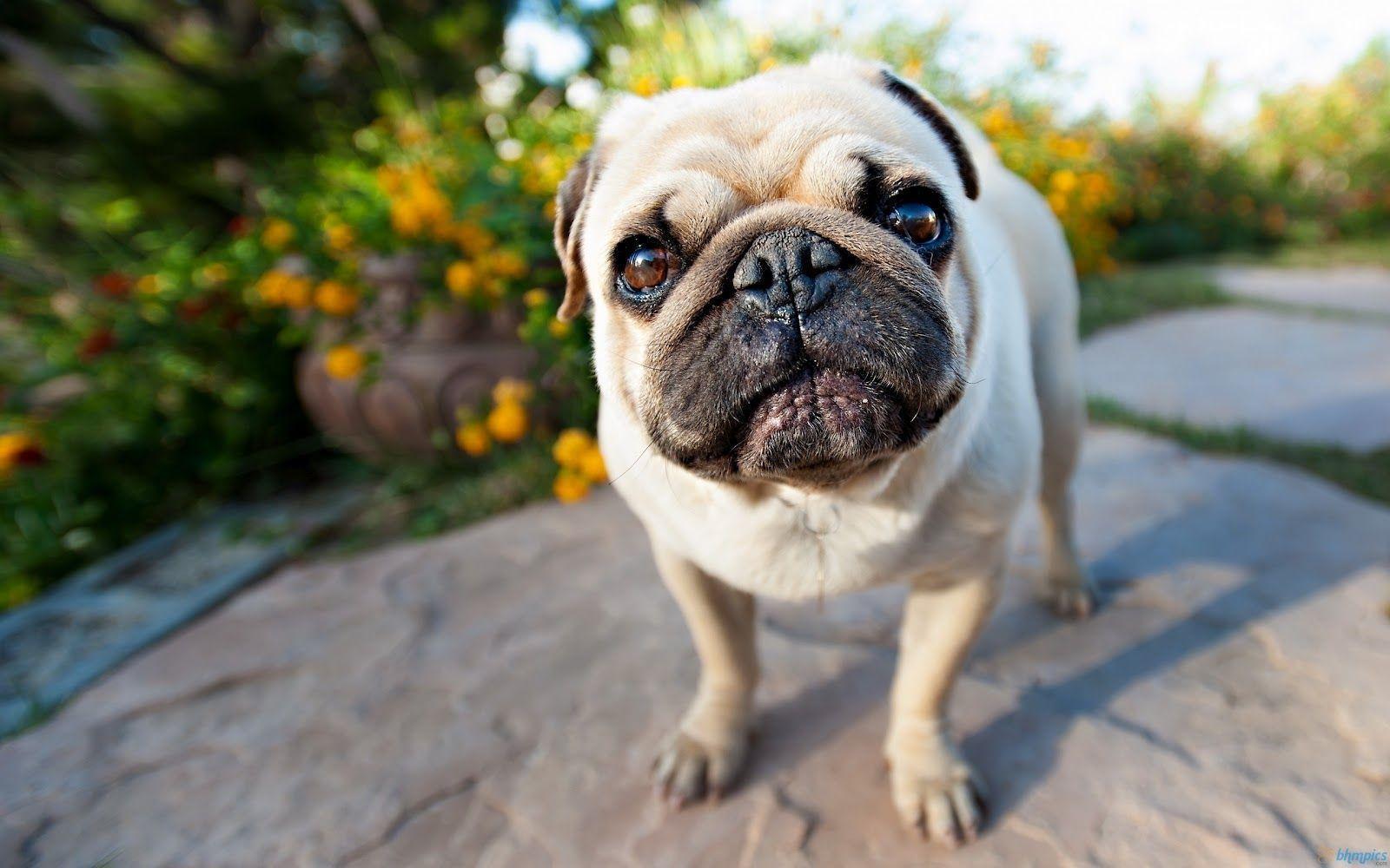 Picture Of Animals Planet: Cute Pug Puppies Picture