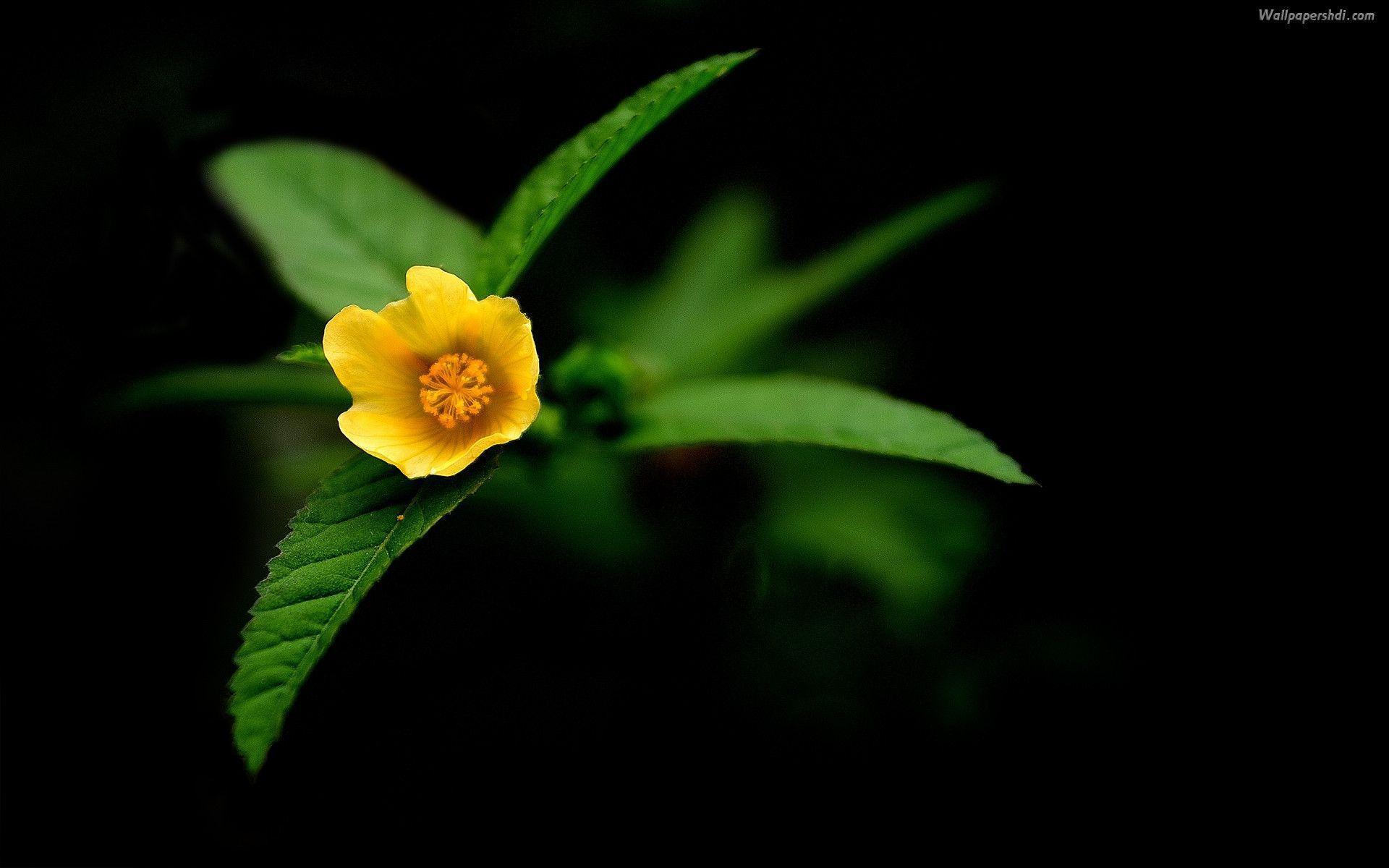 Black Background Wallpaper With Flowers