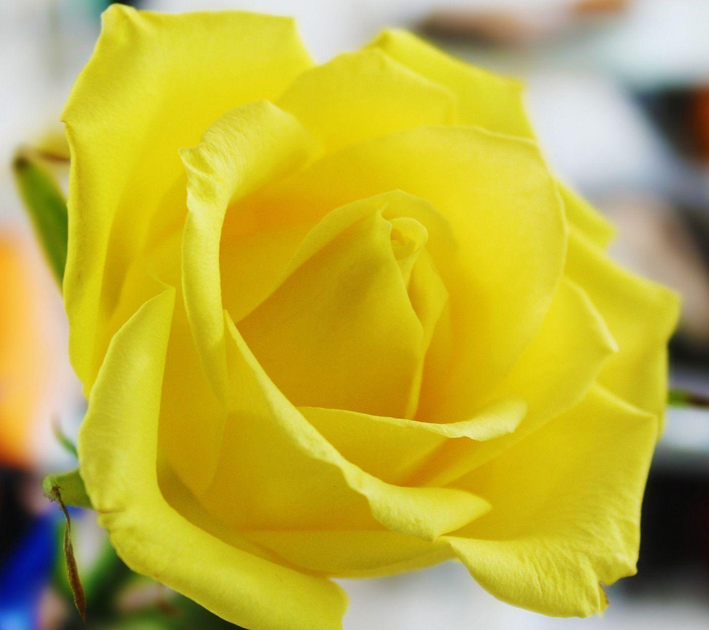 Yellow Roses Wallpaper HD