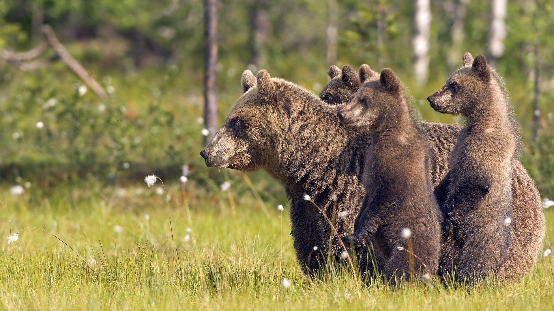 Family Of Bears HD Wallpaper