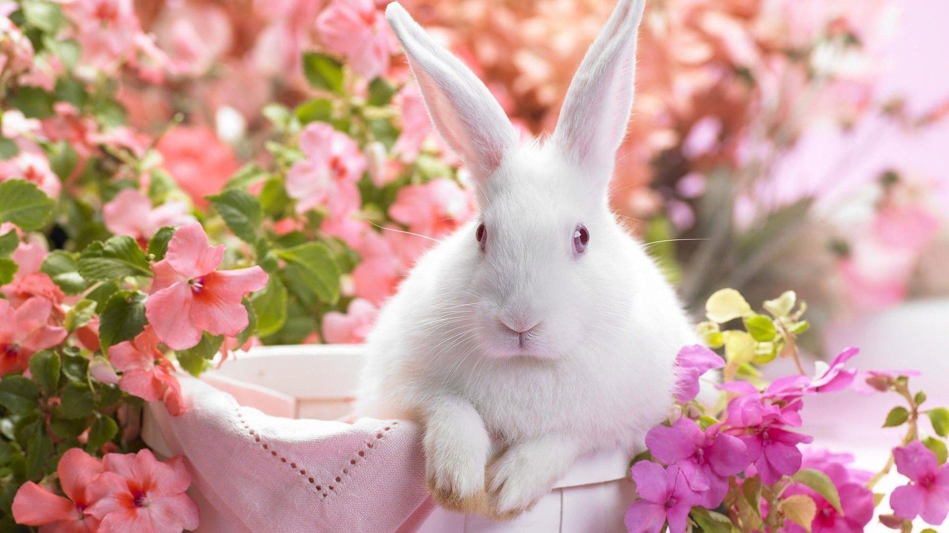 White Easter Bunny 2014 Wallpaper Wide or HD