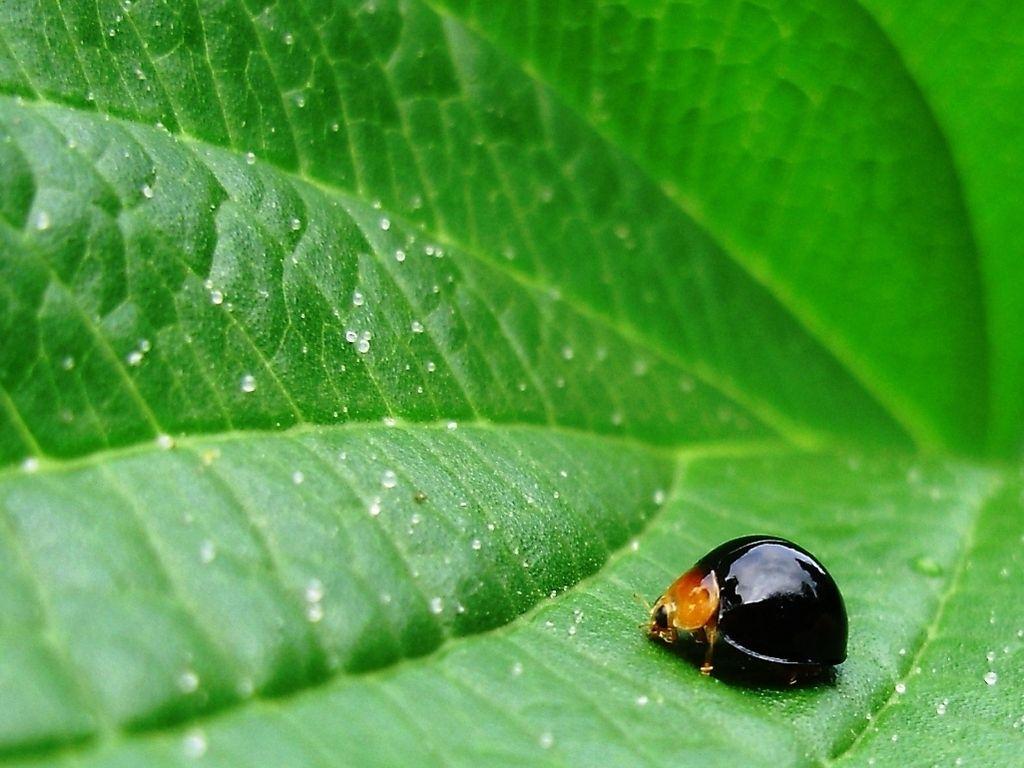 black lady bug. Photo and Desktop Wallpaper