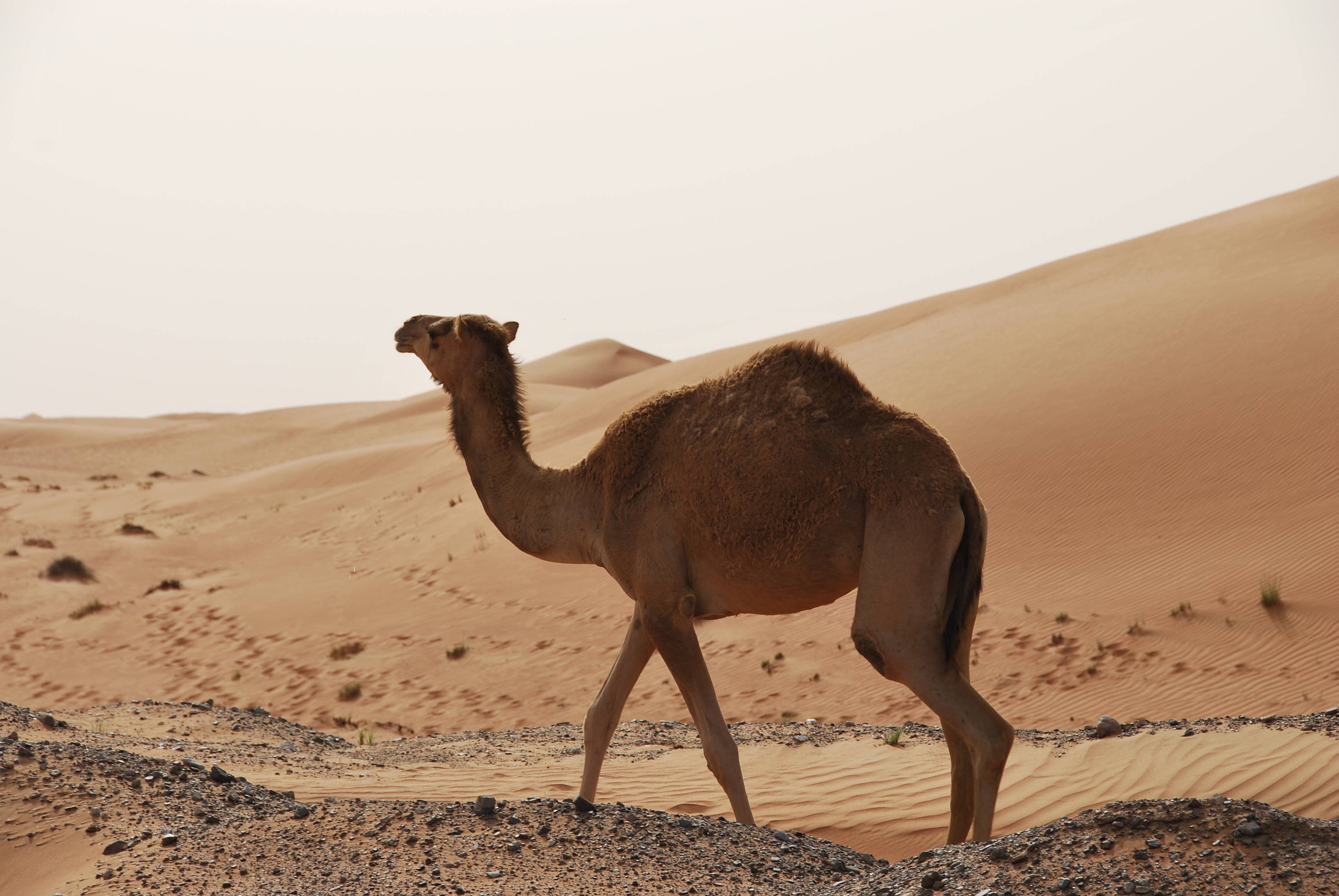 Camel HD Desktop Wallpaper. Camel Picture, Image