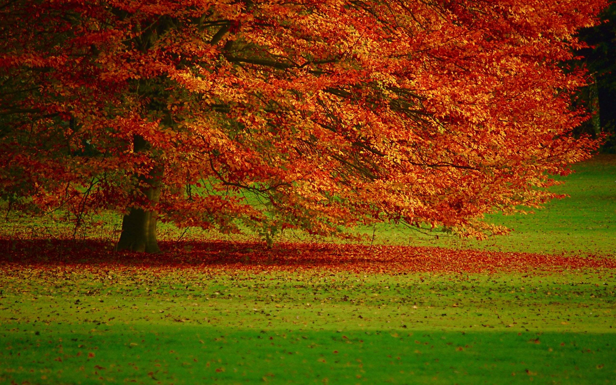 Autumn Landscape Mac Desktop Background For The Fall Autumn HD