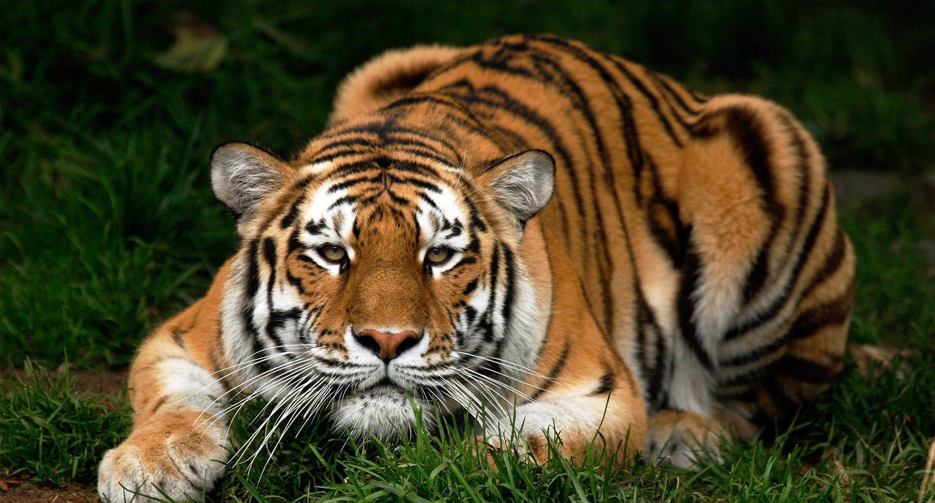 Tiger HD Wallpaper