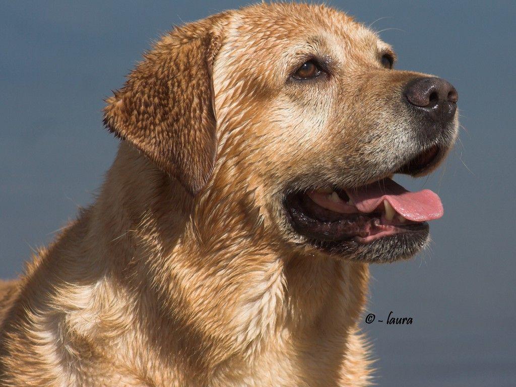 Related Picture Labrador Lab Retriever Wallpaper Picture Breed