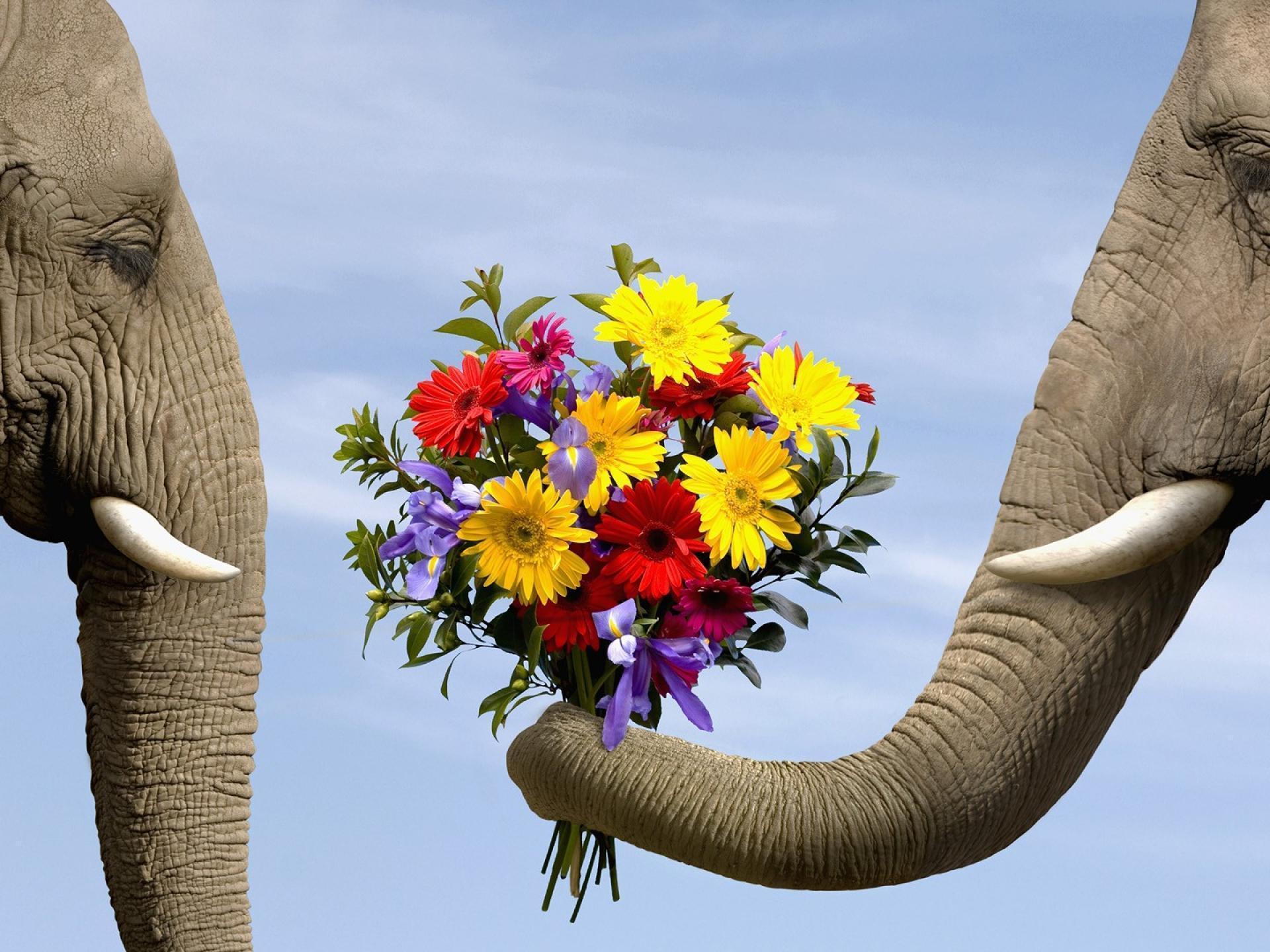 Desktop Wallpaper Elephant Colorful Flowers Work 1168 X 812 177 Kb