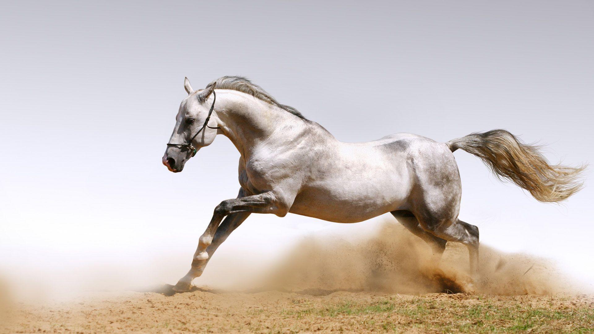 Amazing widescreen Animal Wallpaper Wallpaper Wallpaper 88278