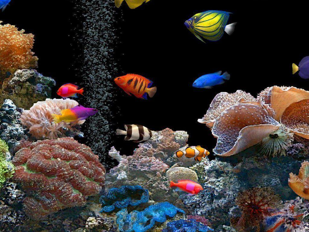Tropical Fish Picture 15181 HD Wallpaper Wallpaper