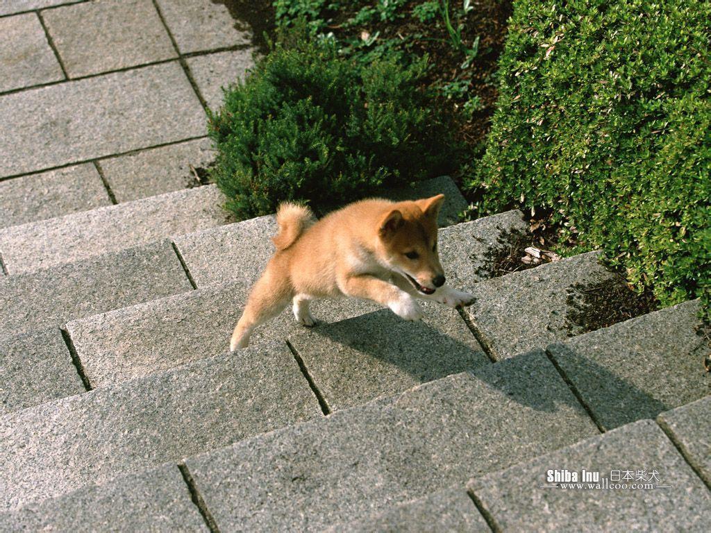 Shiba Inu Puppy Photo Inu Dog wallpaper 1024x768 NO.9