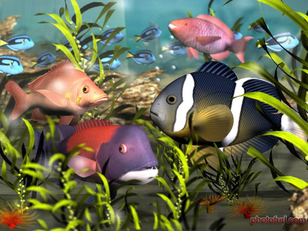 Fish Desktop Wallpapers - Wallpaper Cave