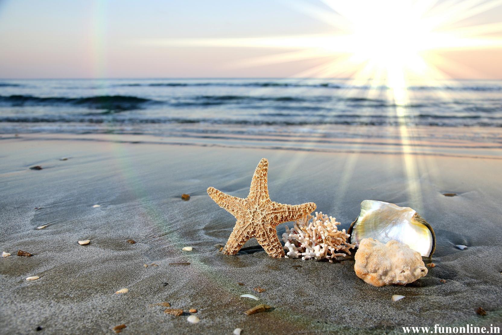Our Best Starfish Stock Photos Pictures  RoyaltyFree Images  iStock   Starfish vector Starfish isolated Starfish beach