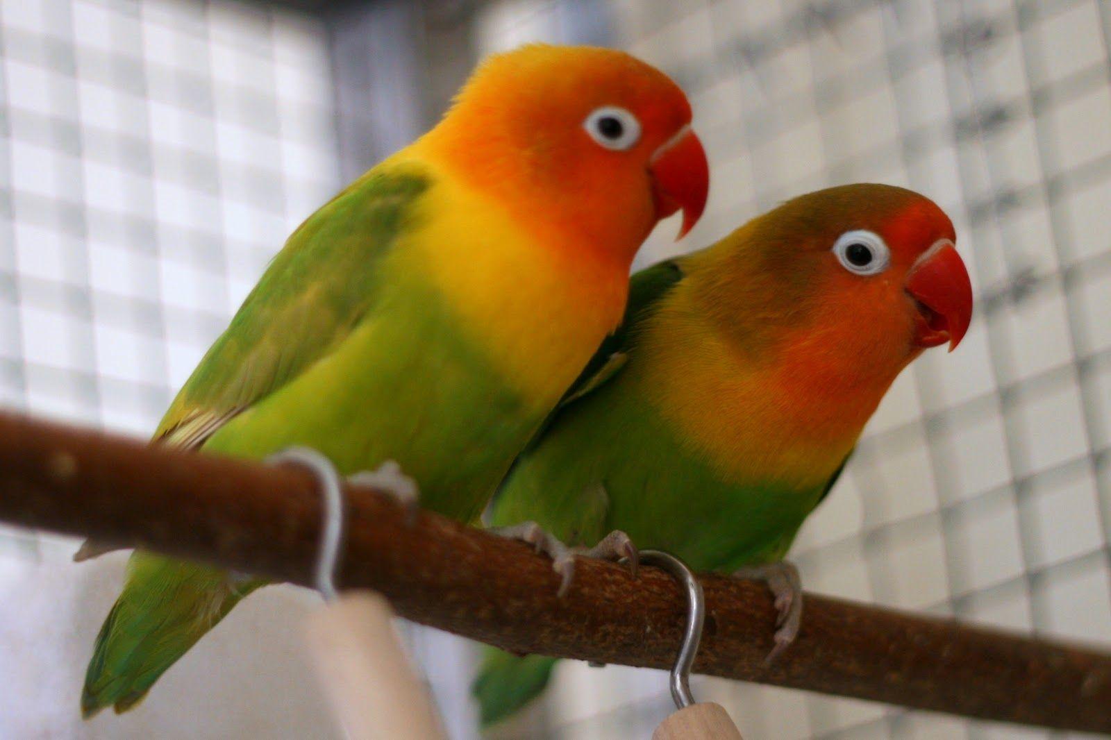 image For > Love Birds Image HD