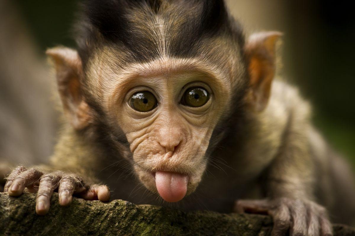 image For > Funny Monkey Wallpaper