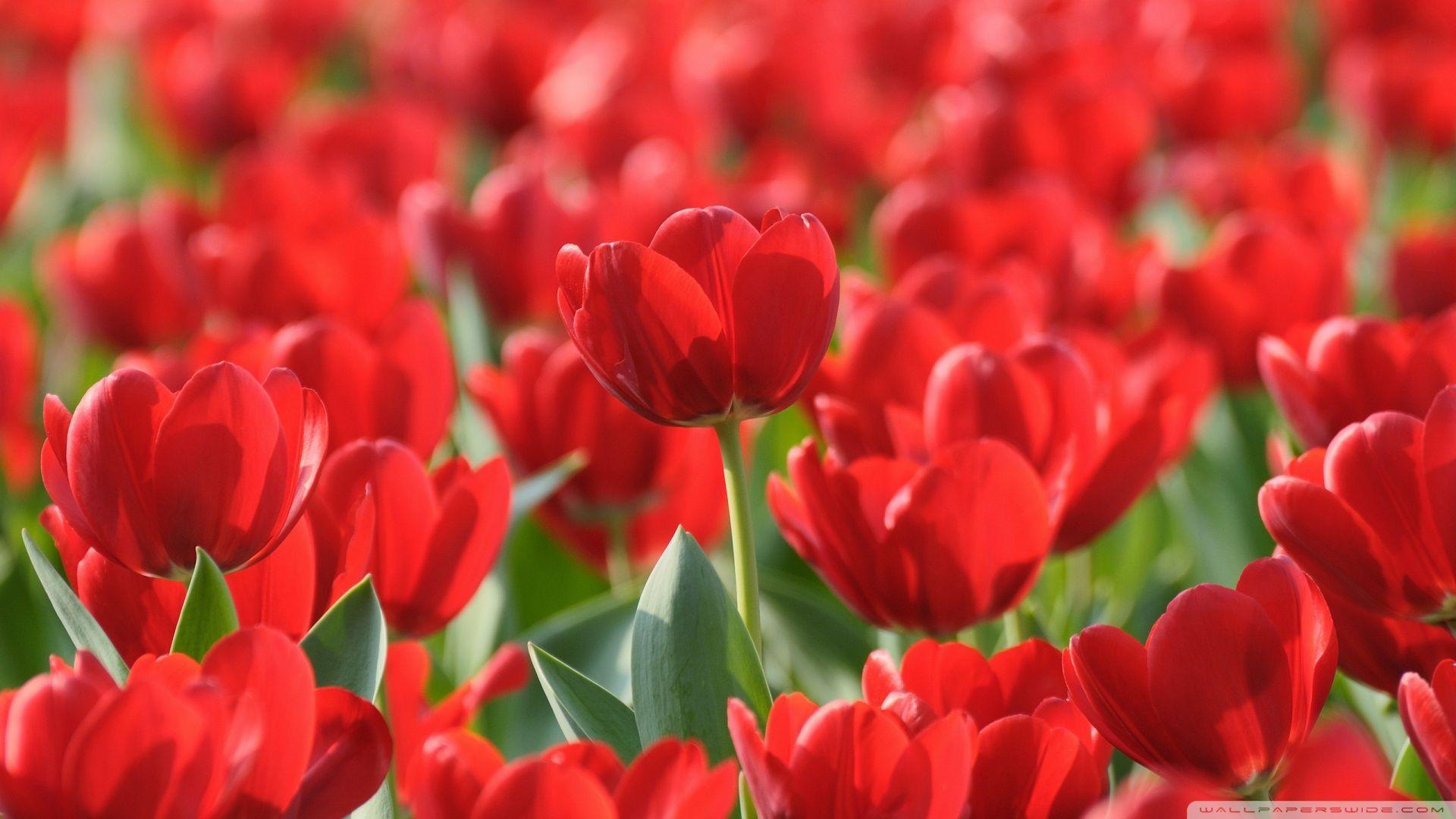 Download Red Tulips Wallpaper 1920x1080 #