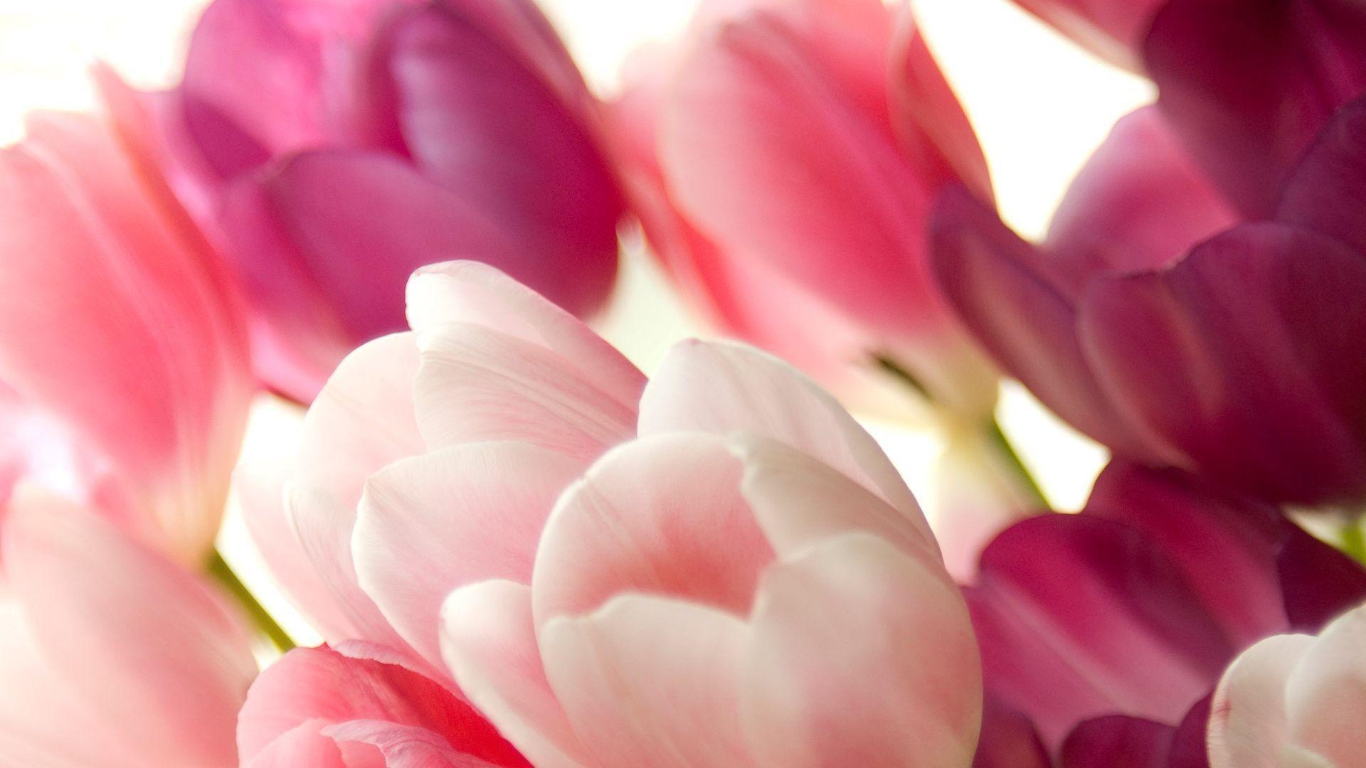 Bouquet of pink tulips macro Wallpaperx1080 resolution