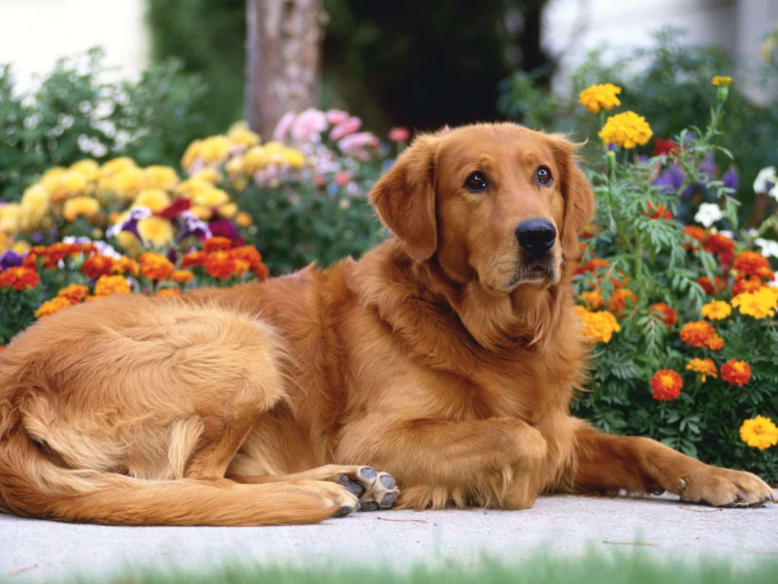 Golden Retriever Backgrounds - Wallpaper Cave