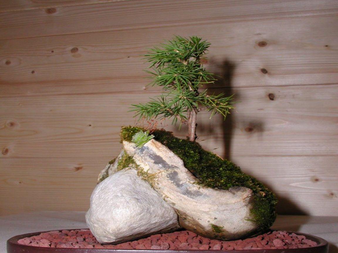 Bonsai Wallpaper 002, Free Desktop Wallpaper, Cool Wallpaper