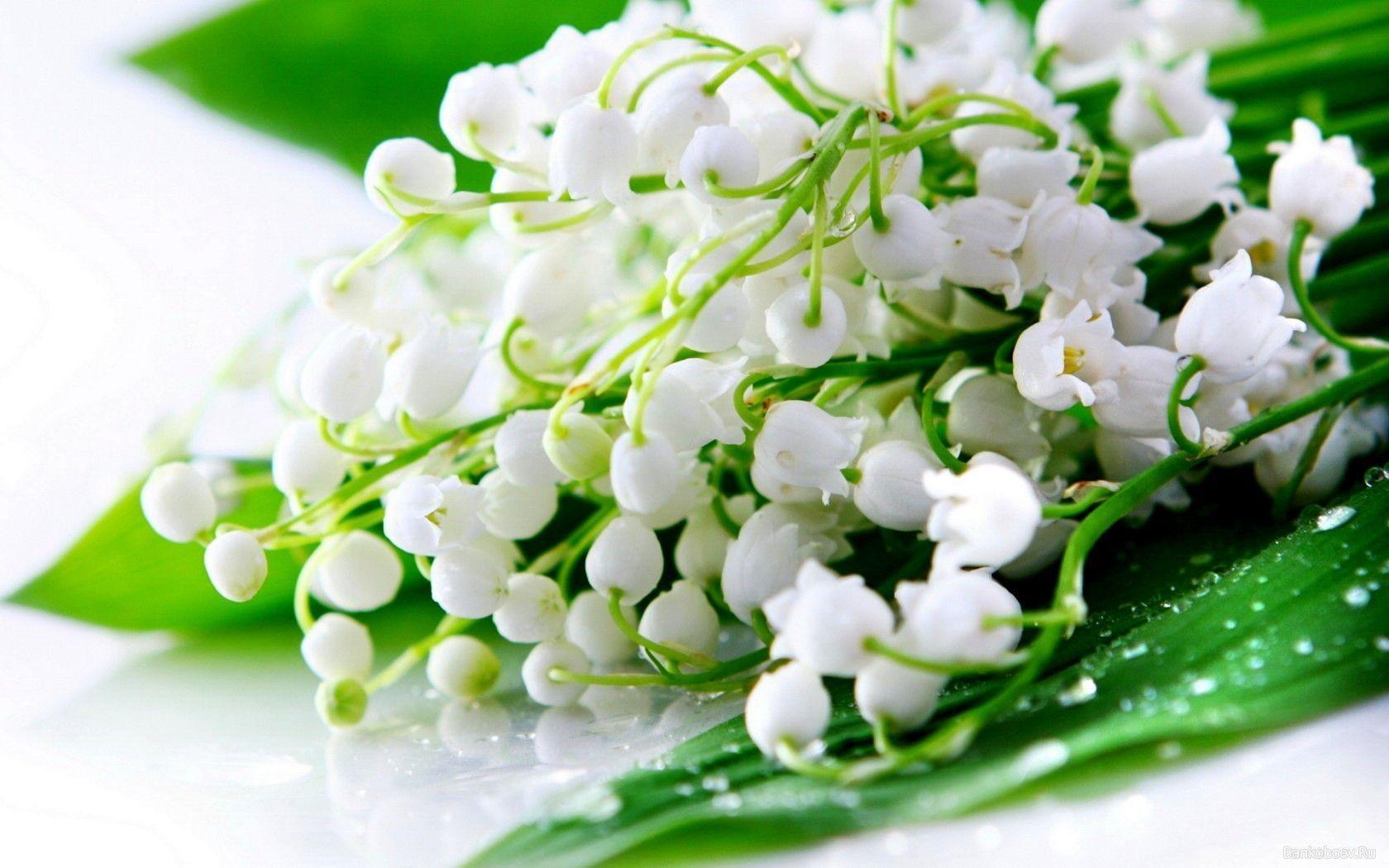 Flowers For > Lily Of The Valley Wallpaper