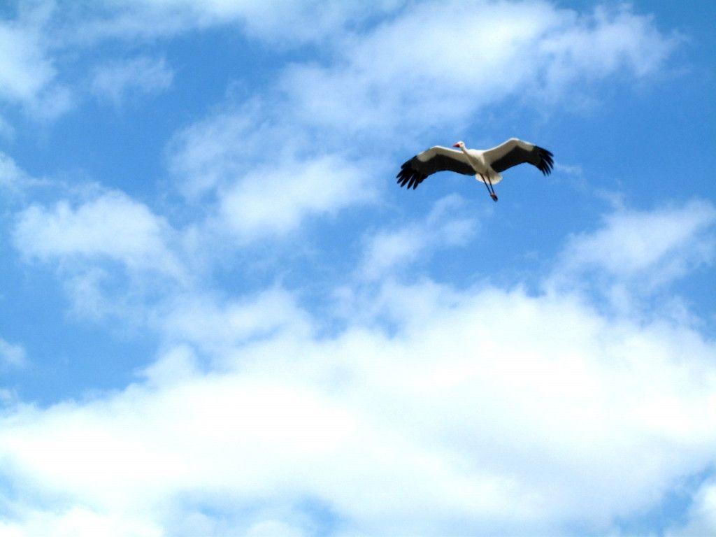 Walking in the countryside free wallpaper