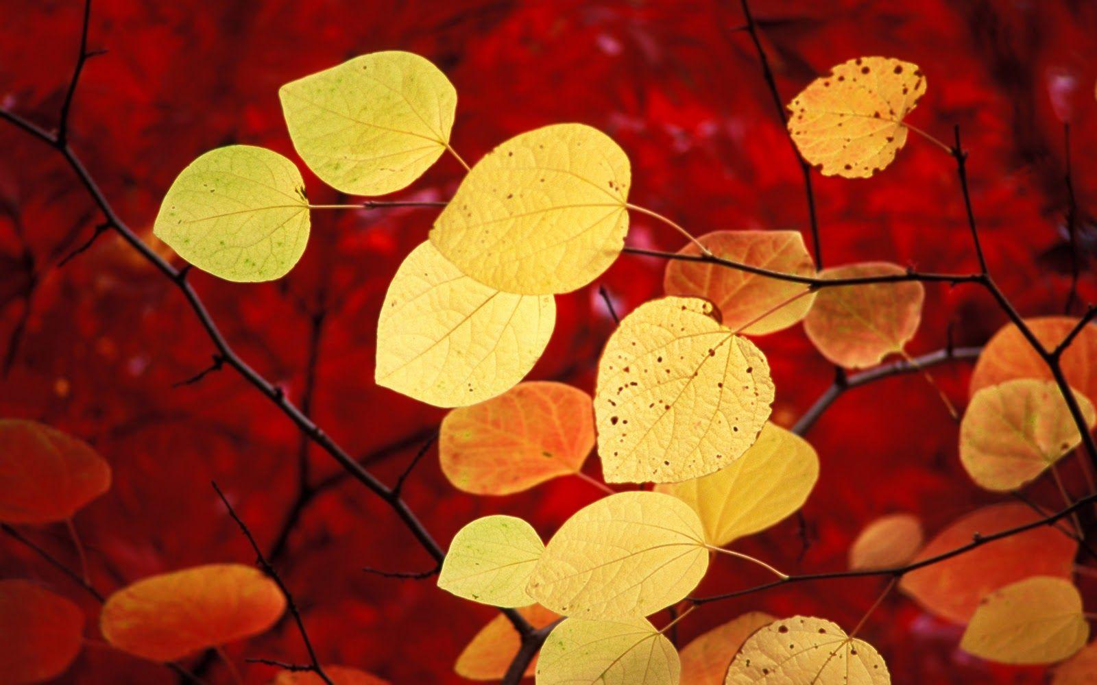 Fall Seasons Wallpaper