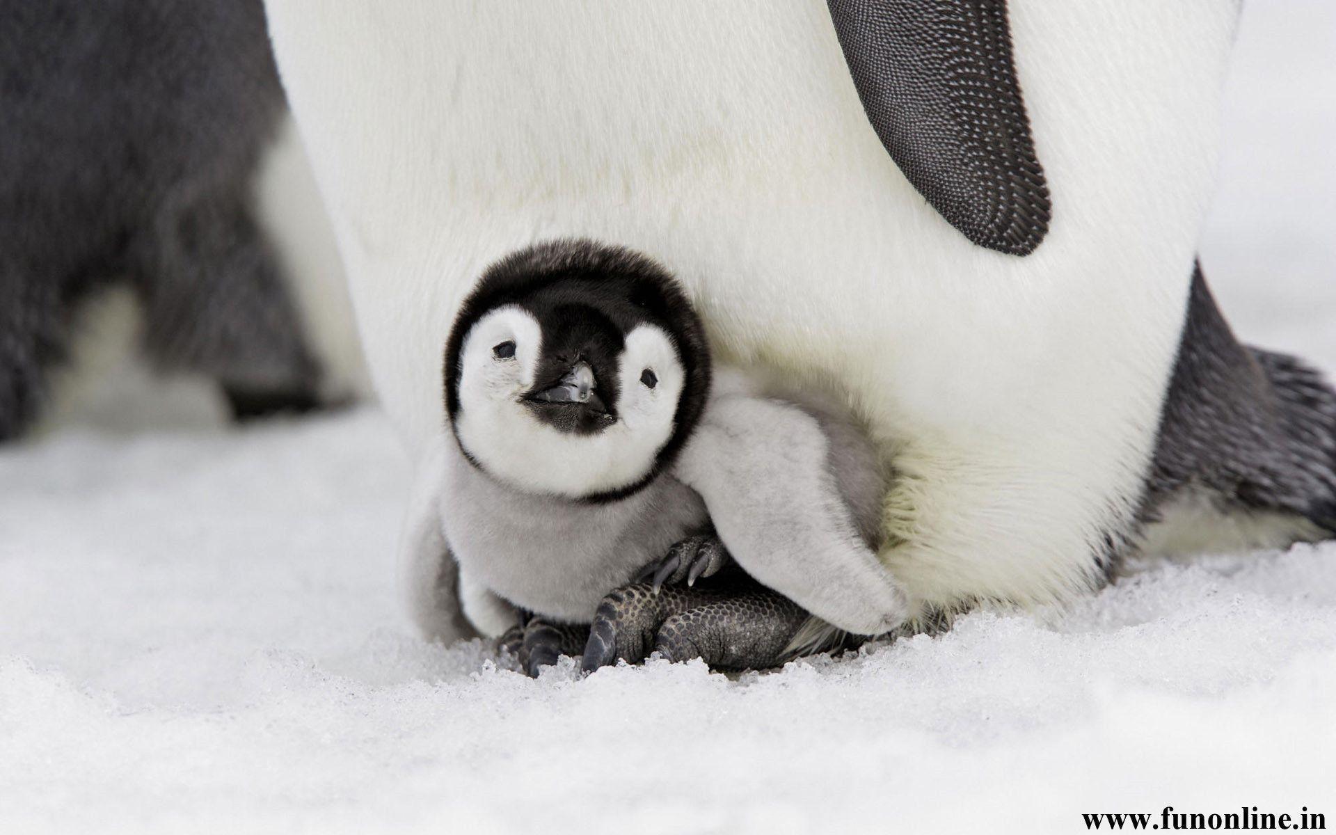 Penguin Wallpaper Wallpaper Inn