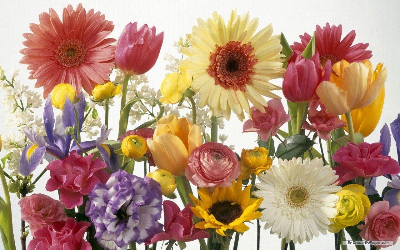 Free Wallpaper Flower wallpaper Flower