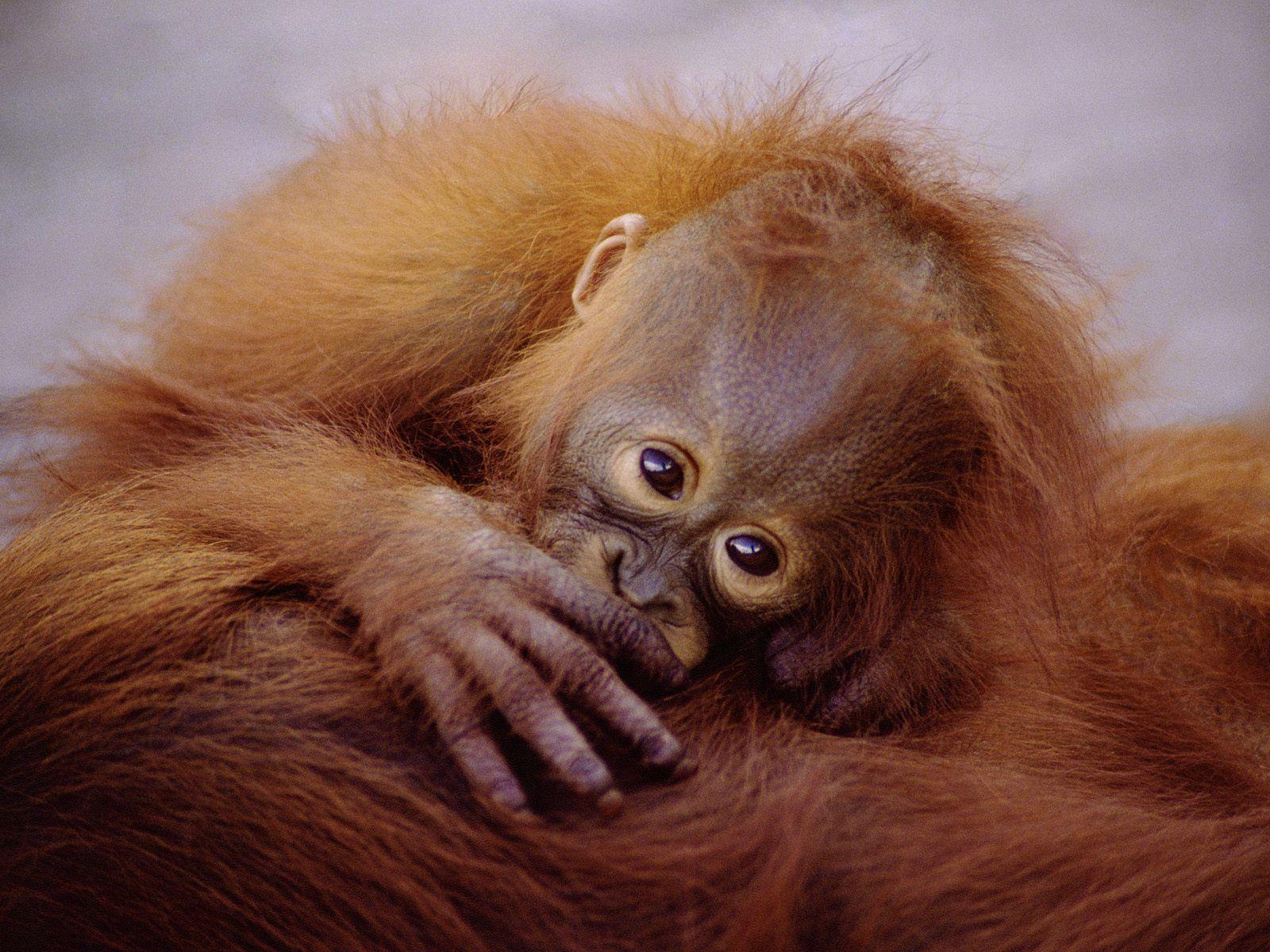 Baby Orangutan Wallpaper Image & Picture