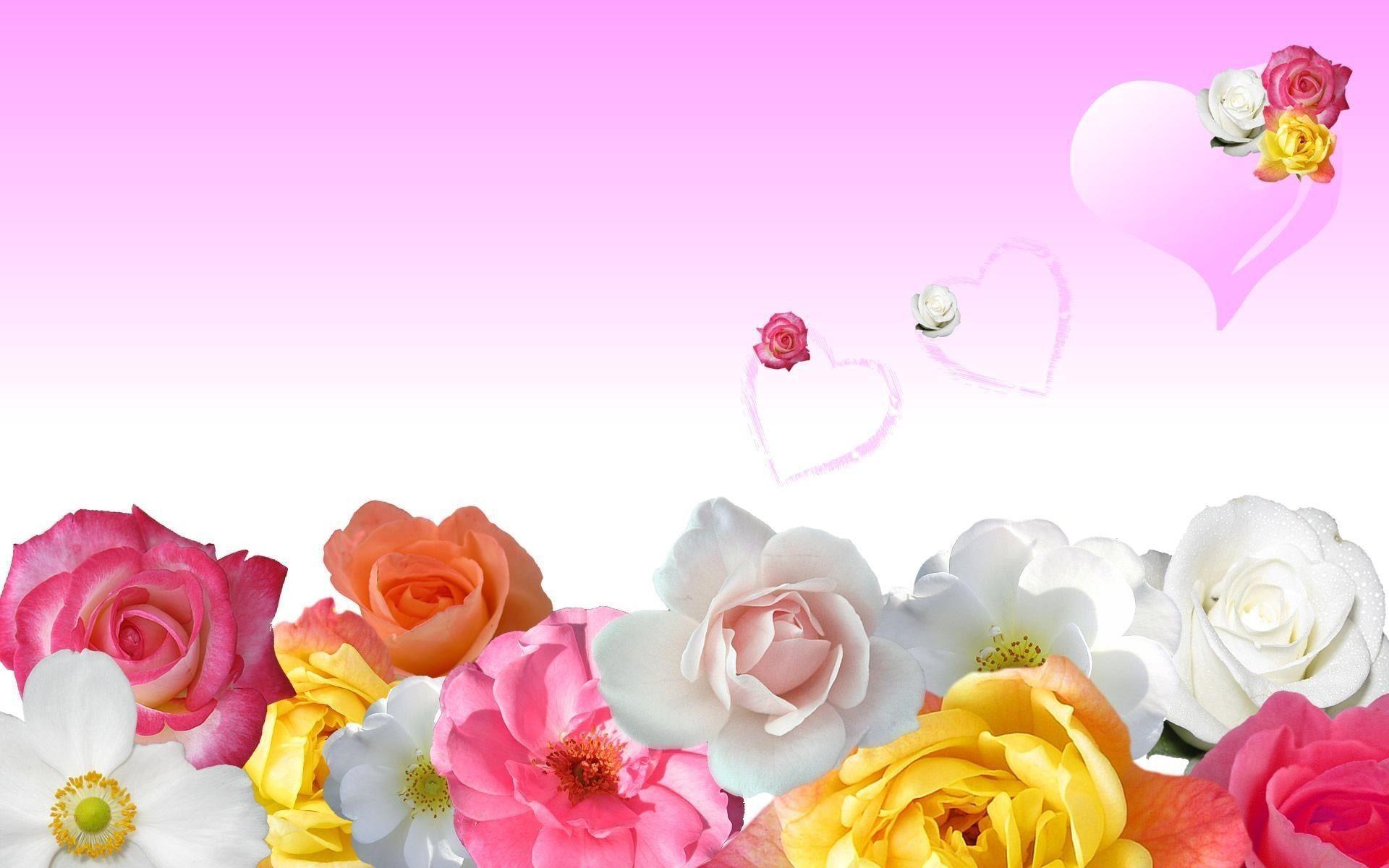 Rose Flower Background wallpaper