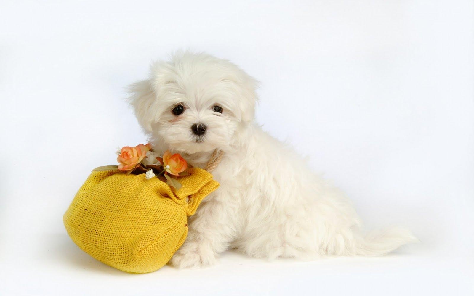 image For > Cute Puppy Wallpaper Desktop