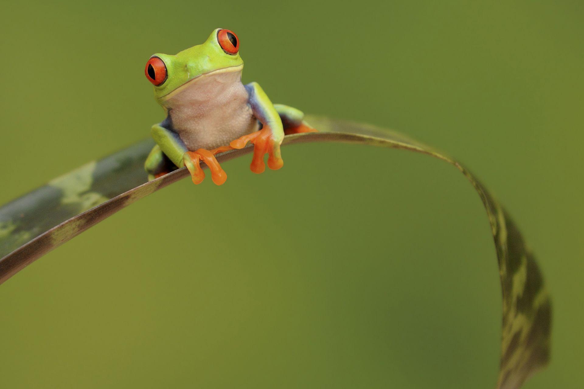 frog wallpaper