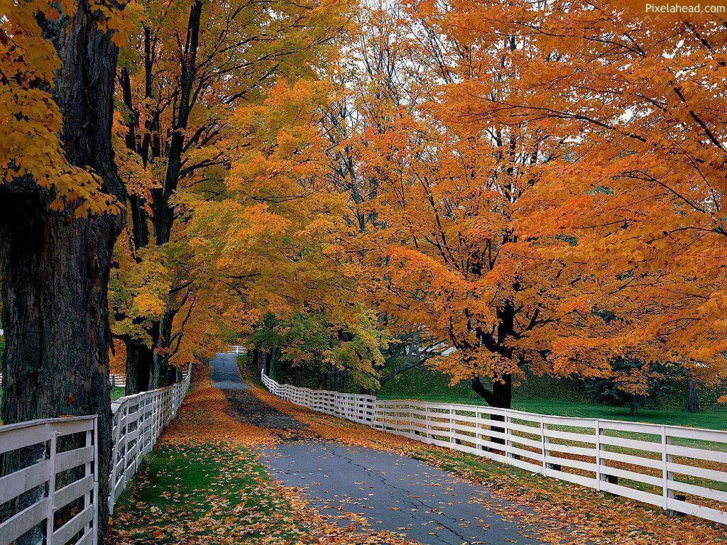 Fall Desktop Background