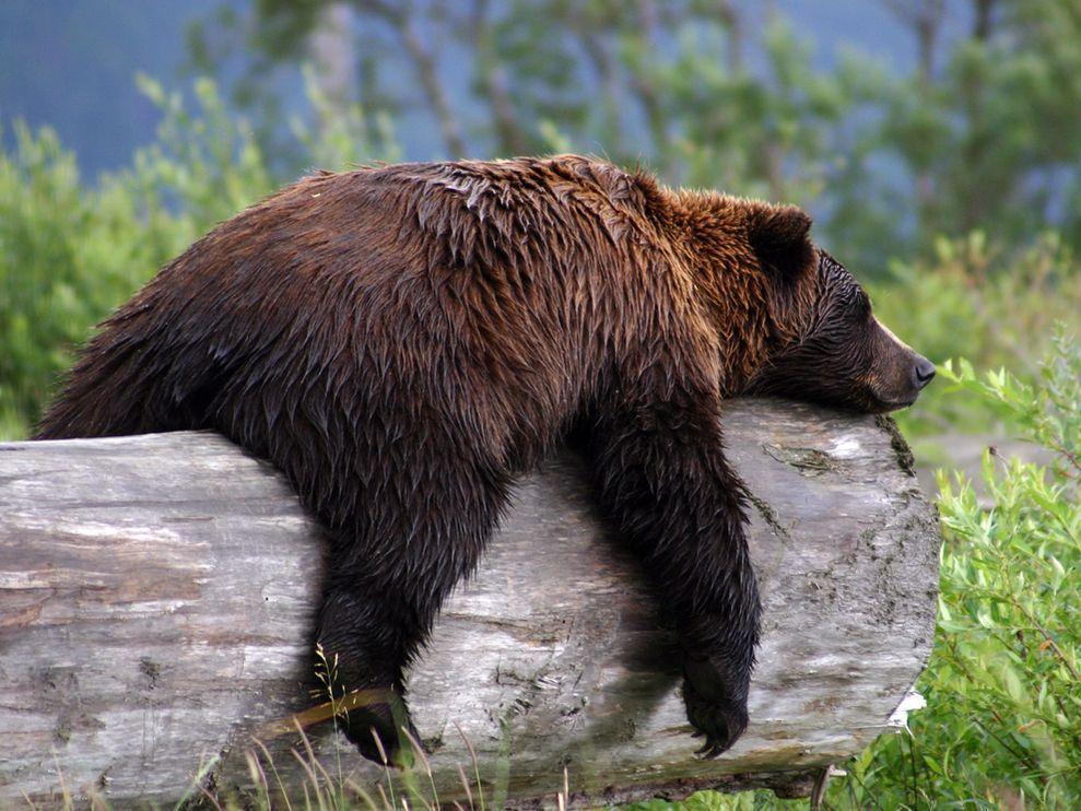 Grizzly Bear Photo, Animal Wallpaper
