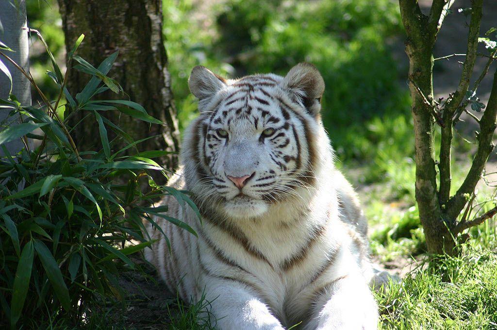 White Tiger In Water Wallpaper Driverlayer Search Engine 2014