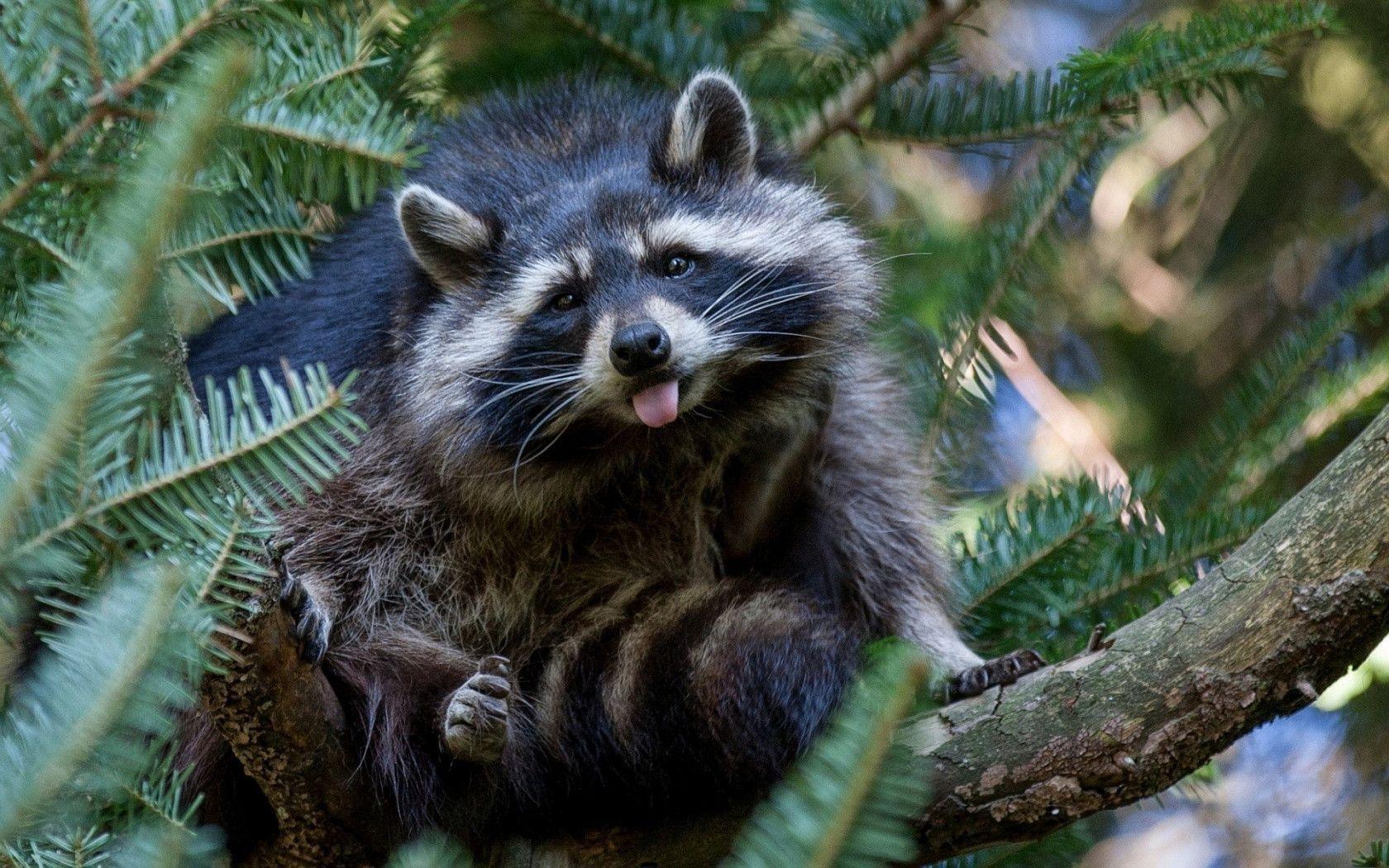 Raccoon show tongue Wallpaper